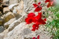 Beautiful poppy flower in park