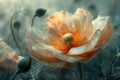 Beautiful poppy flower with water drops on petals close-up.