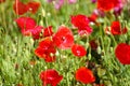 Beautiful Poppy Flowers on a meadow in the Sunlight. Nature Pattern and Background Royalty Free Stock Photo