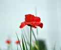 A beautiful poppy with magnificent background Royalty Free Stock Photo