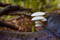 Beautiful Porcelain fungus seen from below Royalty Free Stock Photo