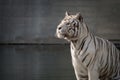 Beautiful portrait of an adult male of white bengal tiger Royalty Free Stock Photo