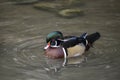 Beautiful portrait of American Wood Duck Aix Sponsa bird on water in Spring Royalty Free Stock Photo