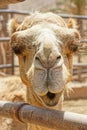 Portrait of an animal camel in close-up