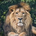 Beautiful portrait of Asiatic Lion Panthera Leo Persica Royalty Free Stock Photo