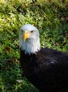 Beautiful portrait of bald eagle looking into the camera and standing on a green meadow Royalty Free Stock Photo