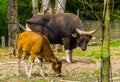 Beautiful portrait of a banteng cow and bull together in the pasture, Endagered animal specie from Indonesia