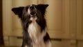 Beautiful portrait of a barking collie boarder. The dog looks at the camera and performs the commands of the owner.