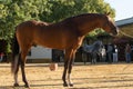 Beautiful portrait of a hispano arabian horse in Spain Royalty Free Stock Photo