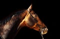 Beautiful portrait of bay purebred akhal-teke stallion at black Royalty Free Stock Photo