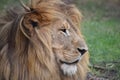 Beautiful portrait of a big lion in South Africa Royalty Free Stock Photo