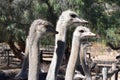 Beautiful portrait of big ostriches on a farm in Oudtshoorn, Little Karoo, in South Africa Royalty Free Stock Photo