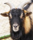 a beautiful portrait of a black and brown goat looking at the camera, Royalty Free Stock Photo