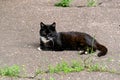 Beautiful portrait of a black cat dozing on the ground. Royalty Free Stock Photo
