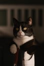 Beautiful portrait of a black cat with a white neck, paws and yellow eyes staring at the camera. spring sunlight shines on the cat Royalty Free Stock Photo