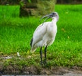 Beautiful portrait of a black headed oriental white ibis, Near threatened bird specie from Indonesia Royalty Free Stock Photo