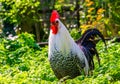 Beautiful portrait of a black and white brakel chicken, popular breed from belgium Royalty Free Stock Photo