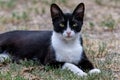 Beautiful portrait of black and white fluffy cat with light green eyes resting in the grassy yard Royalty Free Stock Photo