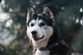 Beautiful Portrait of a black-white siberian husky dog Royalty Free Stock Photo