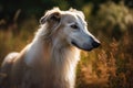 Beautiful portrait of a borzoi dog in the field Ai generated