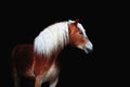 Beautiful portrait of a brown horse with a long white mane Royalty Free Stock Photo