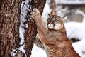 Beautiful Portrait of a Canadian Cougar. mountain lion, puma, cougar behind a tree. panther, wildlife America