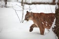 Beautiful Portrait of a Canadian Cougar. mountain lion, puma, cougar behind a tree. panther, Winter scene in the woods