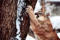 Beautiful Portrait of a Canadian Cougar. mountain lion, puma, cougar behind a tree. panther, Winter scene in the woods