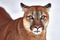 Beautiful Portrait of a Canadian Cougar. mountain lion, puma, panther, Winter scene in the woods. wildlife America