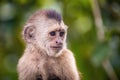 Beautiful portrait of capuchin wild monkey close up smiling