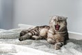 Beautiful portrait of cat yawning lying bed. Striped Scottish fold grey pet sleep. Cozy lazy morning Royalty Free Stock Photo