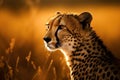 Beautiful portrait of a Cheetah in the African savanna at sunset. Amazing african wildlife. Generative Ai Royalty Free Stock Photo