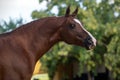 Beautiful portrait of a chestnut arabian stallion Royalty Free Stock Photo