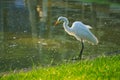 A beautiful portrait closeup of a white egret on the edge of a beautiful green pond and a bright grassy-green lawn.
