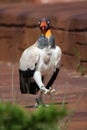 Beautiful portrait of a colorful king vulture