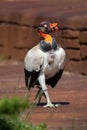 Beautiful portrait of a colorful king vulture