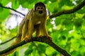 Beautiful portrait of a common squirrel monkey standing on a tree branch, tropical primate specie from America Royalty Free Stock Photo