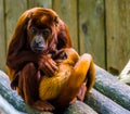 Beautiful portrait of a coppery titi with her infant, mother monkey cuddling with her baby, Primate behavior