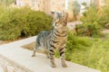 Beautiful portrait of cute animal cat with grass on background. Fluffy and purebred kitty with green eyes sitting outdoor Royalty Free Stock Photo