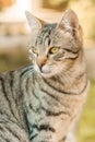 Beautiful portrait of cute animal cat with grass on background. Fluffy and purebred kitty with green eyes sitting outdoor Royalty Free Stock Photo