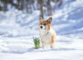 beautiful portrait of a cute red Corgi puppy standing in white snow next to blooming lilac crocuses in a spring Park