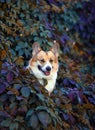 Beautiful portrait with cute red dog Corgi sitting in a thicket of grapes with bright autumn leaves