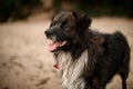 beautiful portrait of cute shaggy adult mongrel dog on blurred background.