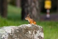 Beautiful portrait of a cute squirrel on a rock Royalty Free Stock Photo