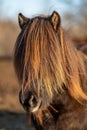 Brown Icelandic horse with mane glowing orange in evening sunlight Royalty Free Stock Photo