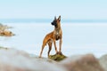 Full length portrait of a Malinois breed dog.