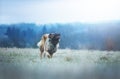 Beautiful portrait dog puppy leonberger in winter autumn nature with blue sky forest and sunrise Royalty Free Stock Photo