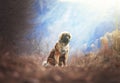 Beautiful portrait dog puppy leonberger in winter autumn nature with blue sky forest and sunrise Royalty Free Stock Photo
