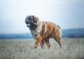 Beautiful portrait dog puppy leonberger in winter autumn nature with blue sky forest and sunrise Royalty Free Stock Photo