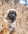 Beautiful portrait dog puppy leonberger in winter autumn nature with blue sky forest and sunrise Royalty Free Stock Photo